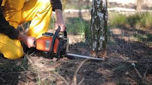 Best Fruit Tree Pruning  in Hinesville, GA