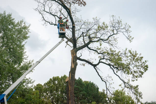 Best Tree Cabling and Bracing  in Hinesville, GA