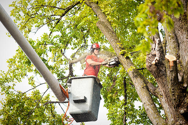 How Our Tree Care Process Works  in  Hinesville, GA