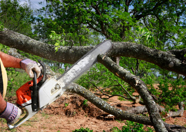 Best Emergency Tree Removal  in Hinesville, GA